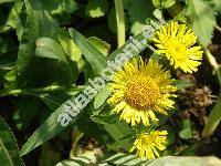 Inula salicina subsp. salicina (Pulicaria salicina (L.) J. Presl et C. Presl, Ulina salicina (L.) Opiz)