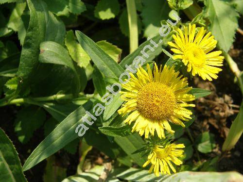 Inula salicina subsp. salicina (Pulicaria salicina (L.) J. Presl et C. Presl, Ulina salicina (L.) Opiz)