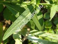 Inula salicina subsp. salicina (Pulicaria salicina (L.) J. Presl et C. Presl, Ulina salicina (L.) Opiz)