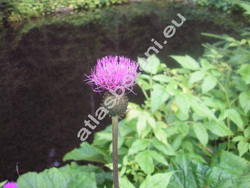 Cirsium heterophyllum (Carduus heterophyllus L., Cnicus heterophyllus (L.) Retz.)