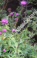 Cirsium heterophyllum (Carduus heterophyllus L., Cnicus heterophyllus (L.) Retz.)