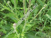 Cirsium pannonicum (Carduus pannonicus L., Cnicus pannonicus, Cirsium serrartuloideus Kostel.)