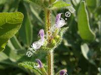 Salvia viridis L. (Salvia horminum L., Horminum coloratum Moench, Sclarea viridis (L.) Soj.)