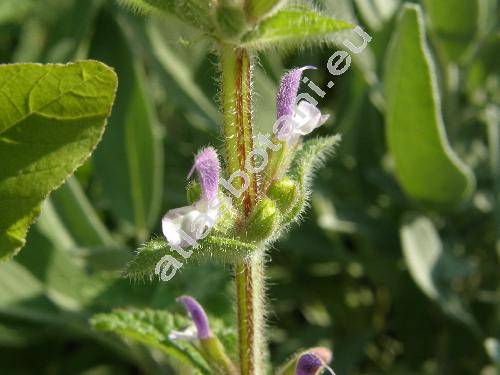 Salvia viridis L. (Salvia horminum L., Horminum coloratum Moench, Sclarea viridis (L.) Soj.)