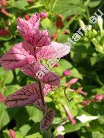 Salvia viridis L. (Salvia horminum L., Horminum coloratum Moench, Sclarea viridis (L.) Soj.)