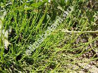 Equisetum variegatum (Equisetum variegatum Weber et Mohr, Hippochaete variegata (Schleich.) Bruhin)