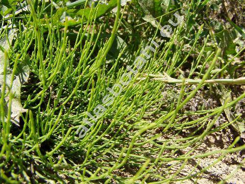 Equisetum variegatum (Equisetum variegatum Weber et Mohr, Hippochaete variegata (Schleich.) Bruhin)