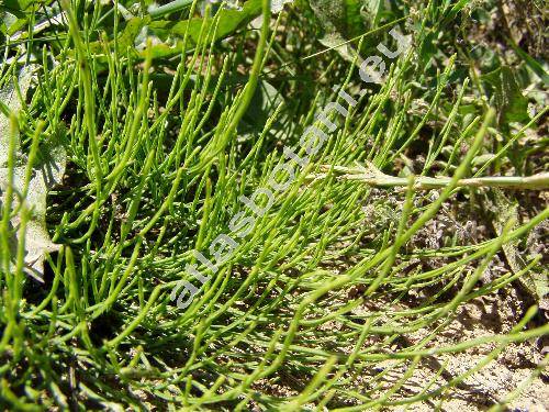 Equisetum variegatum (Equisetum variegatum Weber et Mohr, Hippochaete variegata (Schleich.) Bruhin)