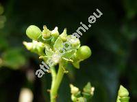 Parthenocissus tricuspidata (Sieb. et Zucc.) Planchon (Ampelopsis tricuspidata Sieb. et Zucc.)