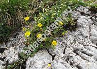 Potentilla aurea L. (Potentilla halleri, Potentilla alpina Zimm.)