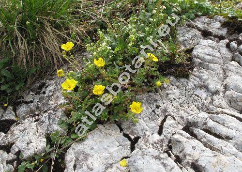 Potentilla aurea L. (Potentilla halleri, Potentilla alpina Zimm.)