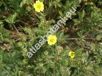 Potentilla recta L. (Potentilla pilosa Willd., Potentilla obscura Willd.)