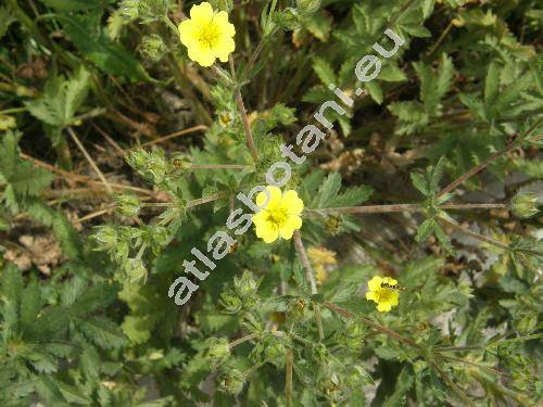 Potentilla recta L. (Potentilla pilosa Willd., Potentilla obscura Willd.)