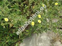 Potentilla recta L. (Potentilla pilosa Willd., Potentilla obscura Willd.)