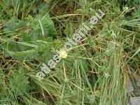 Potentilla recta L. (Potentilla pilosa Willd., Potentilla obscura Willd.)