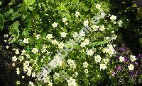 Saxifraga rosacea Moench (Saxifraga decipiens Ehrh., Saxifraga rosacea subsp. sponhemica (Gmelin) Webb)
