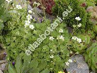 Saxifraga rosacea subsp. steinmannii (Tausch) Holub (Saxifraga decipiens  Ehrh., Saxifraga steinmannii Tausch., Saxifraga intermedia, Saxifraga media Tausch.)