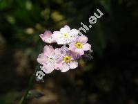 Myosotis sylvatica Hoffm. 'Rosea'