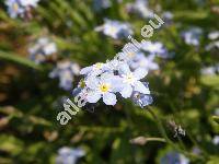 Myosotis sylvatica 'Indigo'