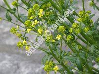 Barbarea vulgaris subsp. arcuata (J. Presl et C. Presl) Hayek (Barbarea arcuata, Erysimum arcuatum Opiz ex J. et C. Presl, Barbarea taurica DC.)