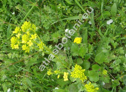 Barbarea vulgaris R. Br. (Erysimum barbarea L., Barbarea longirostris)