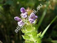 Prunella vulgaris L. (Brunella vulgaris (L.) Moench)