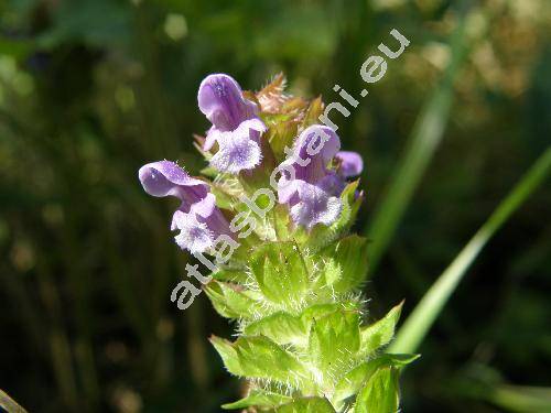 Prunella vulgaris L. (Brunella vulgaris (L.) Moench)