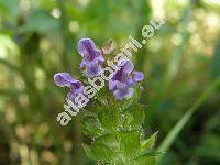 Prunella vulgaris L. (Brunella vulgaris (L.) Moench)