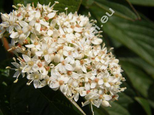 Cornus sericea L. (Swida sericea (L.) Holub, Cornus stolonifera Michx., Thelycrania stolonifera (Michx) Pojark.)