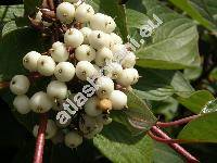 Cornus sericea L. (Swida sericea (L.) Holub, Cornus stolonifera Michx., Thelycrania stolonifera (Michx) Pojark.)