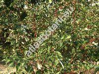 Cornus sericea L. (Swida sericea (L.) Holub, Cornus stolonifera Michx., Thelycrania stolonifera (Michx) Pojark.)