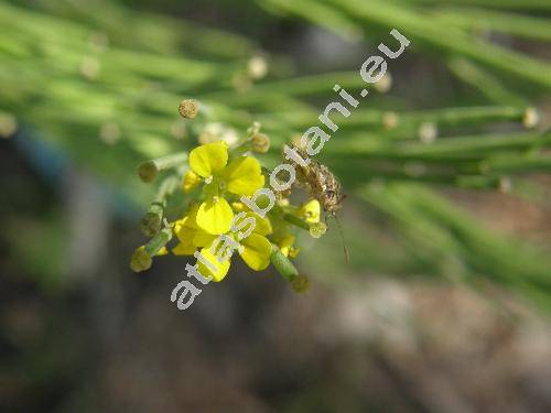 Erysimum cheiranthoides L.