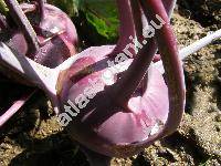 Brassica oleracea var. gongylodes L. 'Azur'