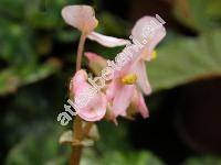 Begonia hydrocotylifolia Otto ex Hook.
