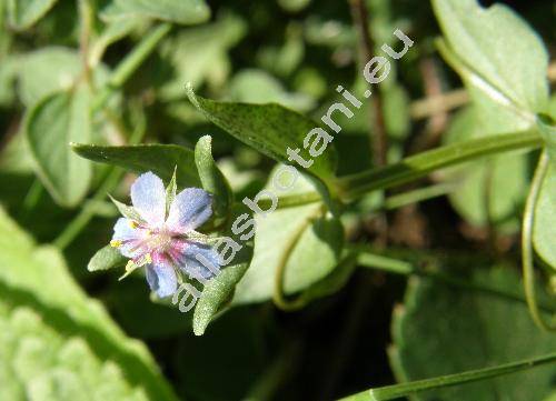 Anagallis foemina Mill. (Anagallis caerulea Schreb.)