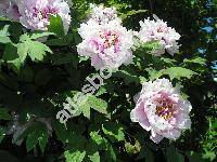 Paeonia suffruticosa Andrews (Paeonia arborea Donn, Paeonia moutan Sims)