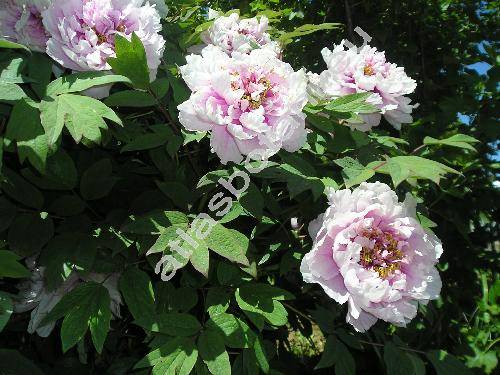 Paeonia suffruticosa Andrews (Paeonia arborea Donn, Paeonia moutan Sims)