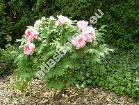 Paeonia suffruticosa Andrews (Paeonia arborea Donn, Paeonia moutan Sims)