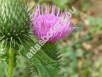 Cirsium vulgare (Savi) Ten. (Carduus vulgaris Savi, Cnicus lanceolatus (L.) Willd., Cirsium sylvaticum Tausch, Cirsium dominii M. Schulze)