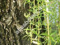 Salix x sepulcralis Simk. (Salix alba L., Salix x chrysocoma Dode, Salix alba L. 'Tristis' x Salix babylonica)