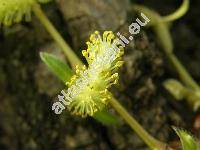 Salix x sepulcralis Simk. (Salix alba L., Salix x chrysocoma Dode, Salix alba L. 'Tristis' x Salix babylonica)