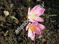 Zephyranthes grandiflora Lindl. (Zephyranthes carinata (Spreng.) Herb., Habranthus)