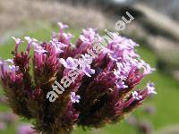 Verbena bonariensis L.