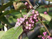 Callicarpa bodinieri (Callicarpa bodinieri Lv.)