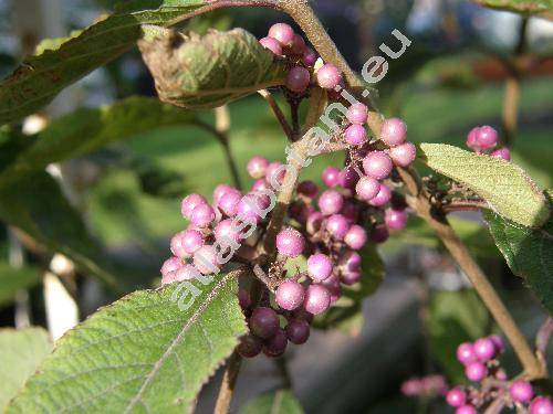 Callicarpa bodinieri (Callicarpa bodinieri Lv.)