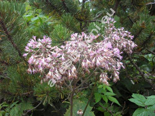 Adenostyles alliariae (Gou.) Ker. (Cacalia alliariae Gouan, Adenostyles albifrons (L. fil.) Reichenb.)