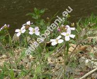 Cardaminopsis arenosa (L.) Hay. (Arabis arenosa (L.) Scop., Sisymbrium arenosum L.)