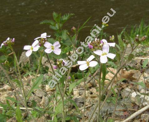 Cardaminopsis arenosa (L.) Hay. (Arabis arenosa (L.) Scop., Sisymbrium arenosum L.)