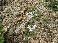 Cardaminopsis arenosa (L.) Hay. (Arabis arenosa (L.) Scop., Sisymbrium arenosum L.)