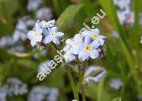 Myosotis sylvatica Hoff. (Myosotis silvatica Hoff., Myosotis parviflora Dom.)